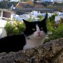 Mykonos Katzen (199)